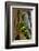 USA, Washington State, Olympic National Park, Wildflowers at Base of Tree-Hollice Looney-Framed Photographic Print