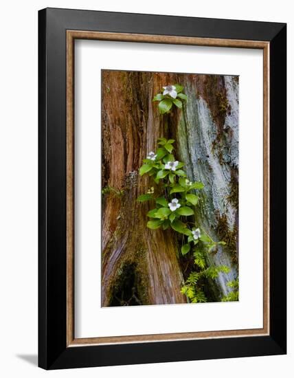 USA, Washington State, Olympic National Park, Wildflowers at Base of Tree-Hollice Looney-Framed Photographic Print