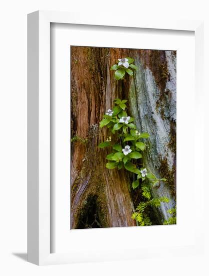 USA, Washington State, Olympic National Park, Wildflowers at Base of Tree-Hollice Looney-Framed Photographic Print