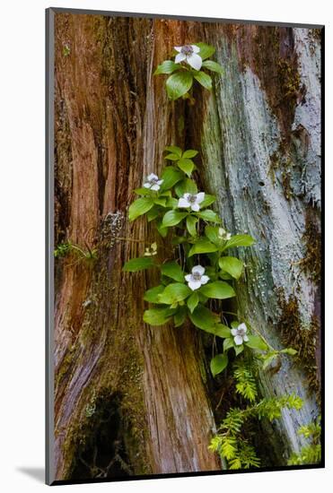 USA, Washington State, Olympic National Park, Wildflowers at Base of Tree-Hollice Looney-Mounted Photographic Print