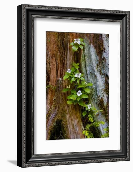 USA, Washington State, Olympic National Park, Wildflowers at Base of Tree-Hollice Looney-Framed Photographic Print