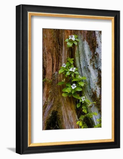 USA, Washington State, Olympic National Park, Wildflowers at Base of Tree-Hollice Looney-Framed Photographic Print