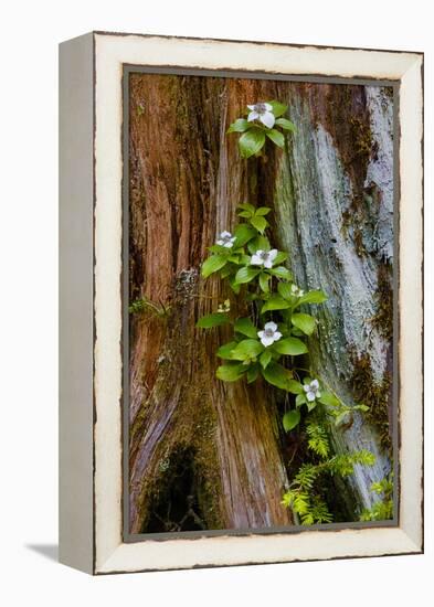 USA, Washington State, Olympic National Park, Wildflowers at Base of Tree-Hollice Looney-Framed Premier Image Canvas