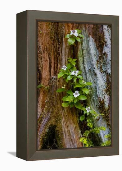 USA, Washington State, Olympic National Park, Wildflowers at Base of Tree-Hollice Looney-Framed Premier Image Canvas