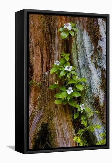 USA, Washington State, Olympic National Park, Wildflowers at Base of Tree-Hollice Looney-Framed Premier Image Canvas