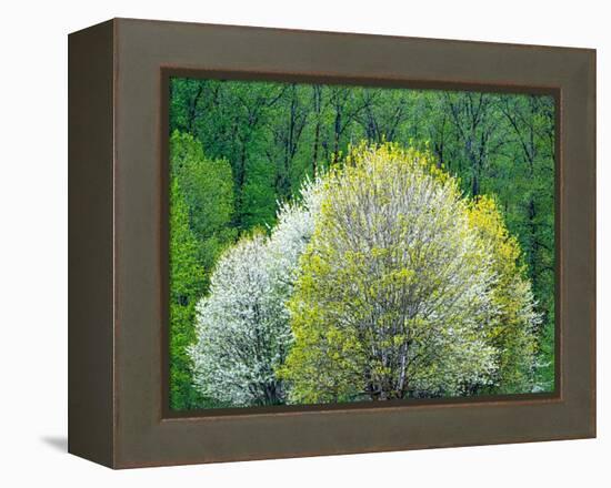 USA, Washington State, Pacific Northwest, Fall City.Flowering wild Cherry amongst Cottonwood trees-Sylvia Gulin-Framed Premier Image Canvas