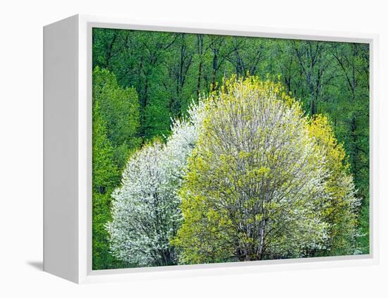 USA, Washington State, Pacific Northwest, Fall City.Flowering wild Cherry amongst Cottonwood trees-Sylvia Gulin-Framed Premier Image Canvas