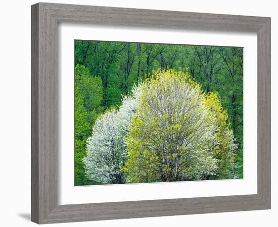 USA, Washington State, Pacific Northwest, Fall City.Flowering wild Cherry amongst Cottonwood trees-Sylvia Gulin-Framed Photographic Print