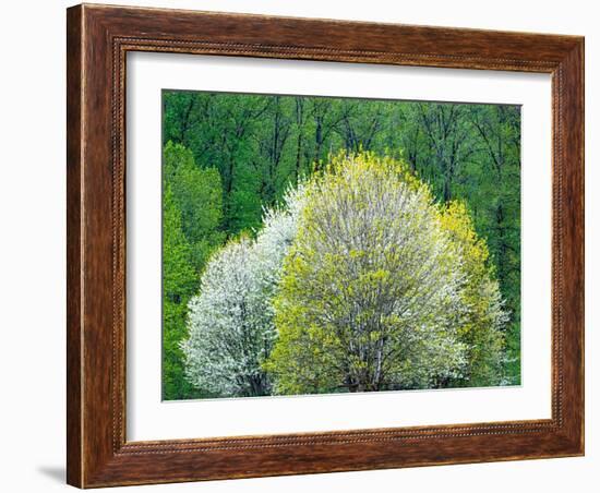 USA, Washington State, Pacific Northwest, Fall City.Flowering wild Cherry amongst Cottonwood trees-Sylvia Gulin-Framed Photographic Print