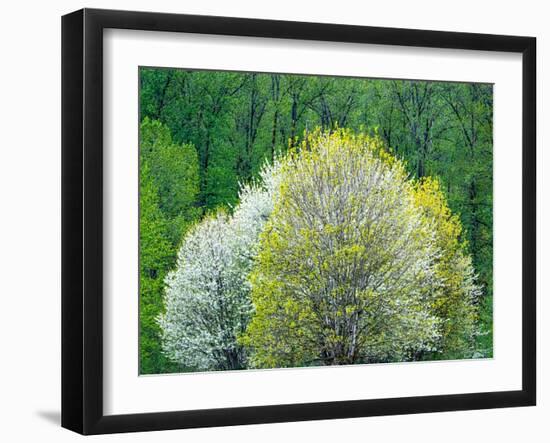 USA, Washington State, Pacific Northwest, Fall City.Flowering wild Cherry amongst Cottonwood trees-Sylvia Gulin-Framed Photographic Print