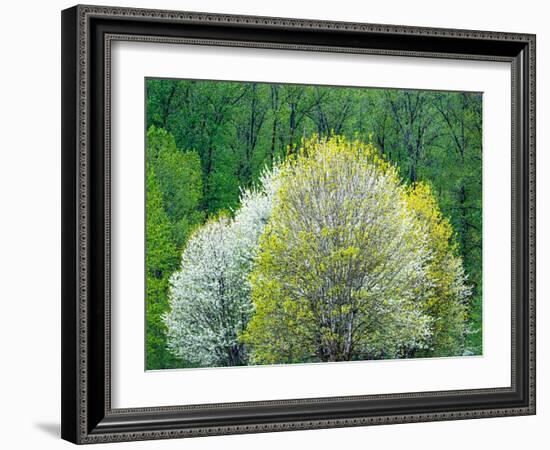 USA, Washington State, Pacific Northwest, Fall City.Flowering wild Cherry amongst Cottonwood trees-Sylvia Gulin-Framed Photographic Print