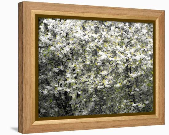 USA, Washington State, Pacific Northwest, Fall City.Flowering wild Cherry amongst Cottonwood trees-Sylvia Gulin-Framed Premier Image Canvas