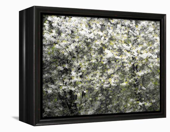 USA, Washington State, Pacific Northwest, Fall City.Flowering wild Cherry amongst Cottonwood trees-Sylvia Gulin-Framed Premier Image Canvas