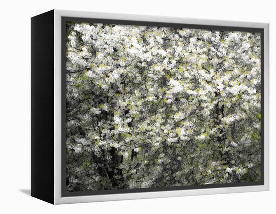 USA, Washington State, Pacific Northwest, Fall City.Flowering wild Cherry amongst Cottonwood trees-Sylvia Gulin-Framed Premier Image Canvas