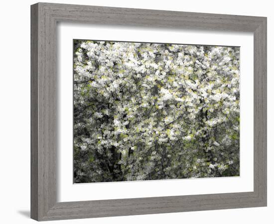 USA, Washington State, Pacific Northwest, Fall City.Flowering wild Cherry amongst Cottonwood trees-Sylvia Gulin-Framed Photographic Print