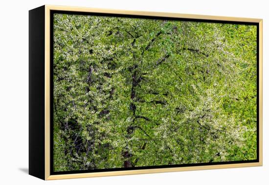 USA, Washington State, Pacific Northwest, Fall City.Flowering wild Cherry amongst Cottonwood trees-Sylvia Gulin-Framed Premier Image Canvas