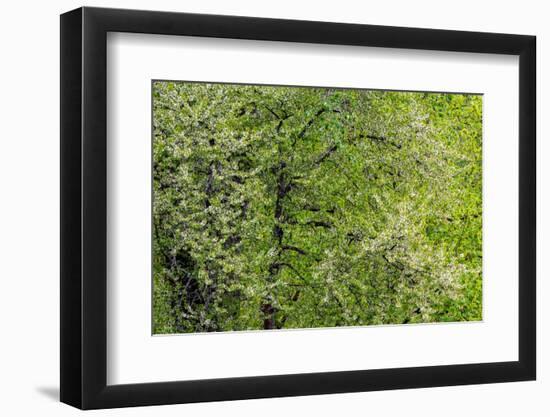 USA, Washington State, Pacific Northwest, Fall City.Flowering wild Cherry amongst Cottonwood trees-Sylvia Gulin-Framed Photographic Print