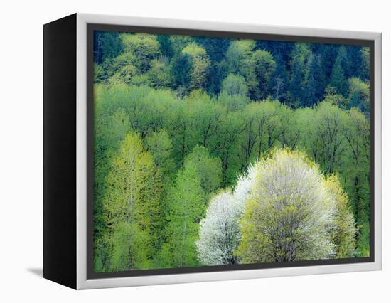 USA, Washington State, Pacific Northwest, Fall City.Flowering wild Cherry amongst Cottonwood trees-Sylvia Gulin-Framed Premier Image Canvas