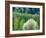 USA, Washington State, Pacific Northwest, Fall City.Flowering wild Cherry amongst Cottonwood trees-Sylvia Gulin-Framed Photographic Print