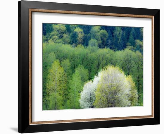 USA, Washington State, Pacific Northwest, Fall City.Flowering wild Cherry amongst Cottonwood trees-Sylvia Gulin-Framed Photographic Print