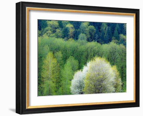 USA, Washington State, Pacific Northwest, Fall City.Flowering wild Cherry amongst Cottonwood trees-Sylvia Gulin-Framed Photographic Print