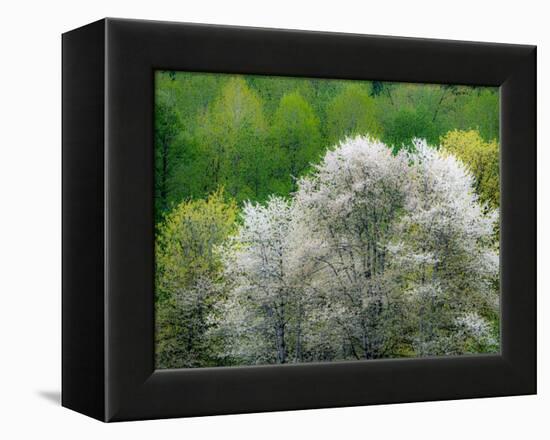USA, Washington State, Pacific Northwest, Fall City.Flowering wild Cherry amongst Cottonwood trees-Sylvia Gulin-Framed Premier Image Canvas