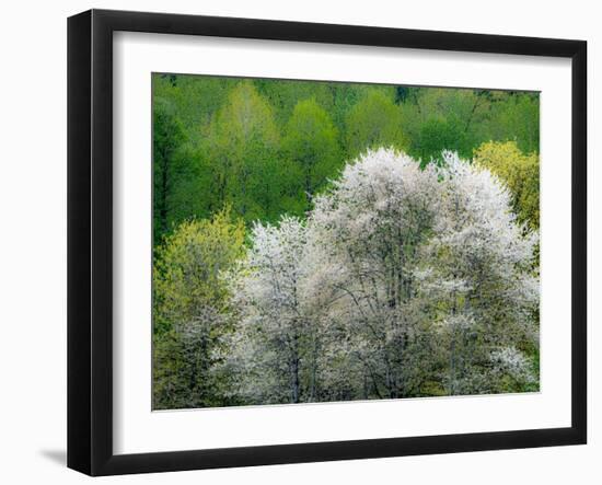 USA, Washington State, Pacific Northwest, Fall City.Flowering wild Cherry amongst Cottonwood trees-Sylvia Gulin-Framed Photographic Print