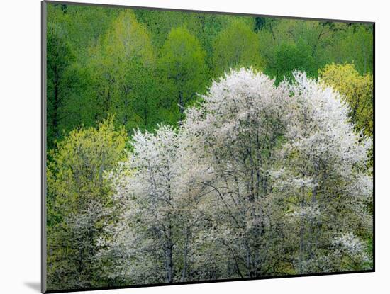 USA, Washington State, Pacific Northwest, Fall City.Flowering wild Cherry amongst Cottonwood trees-Sylvia Gulin-Mounted Photographic Print