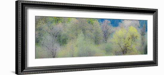 USA, Washington State, Pacific Northwest, Fall City springtime and Cottonwood trees budding out-Sylvia Gulin-Framed Photographic Print