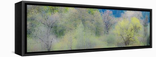 USA, Washington State, Pacific Northwest, Fall City springtime and Cottonwood trees budding out-Sylvia Gulin-Framed Premier Image Canvas