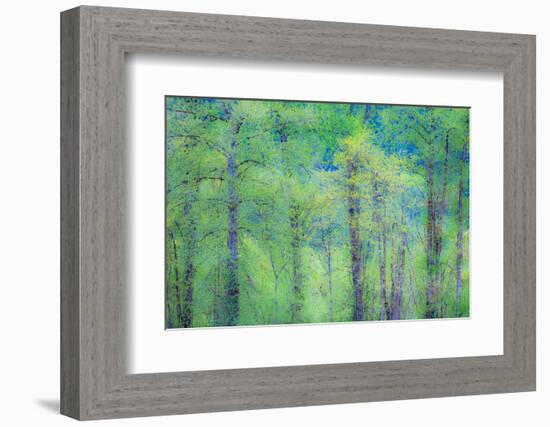 USA, Washington State, Pacific Northwest Preston and just leafing out Cottonwoods-Sylvia Gulin-Framed Photographic Print