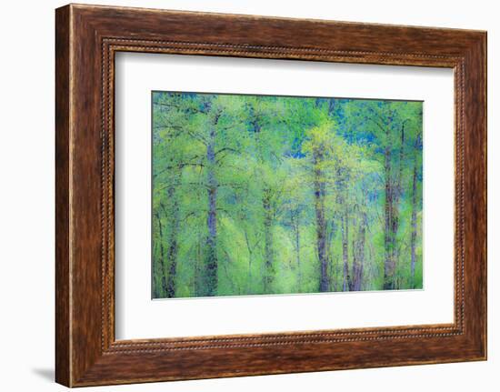 USA, Washington State, Pacific Northwest Preston and just leafing out Cottonwoods-Sylvia Gulin-Framed Photographic Print