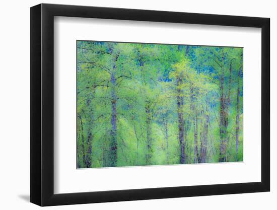 USA, Washington State, Pacific Northwest Preston and just leafing out Cottonwoods-Sylvia Gulin-Framed Photographic Print
