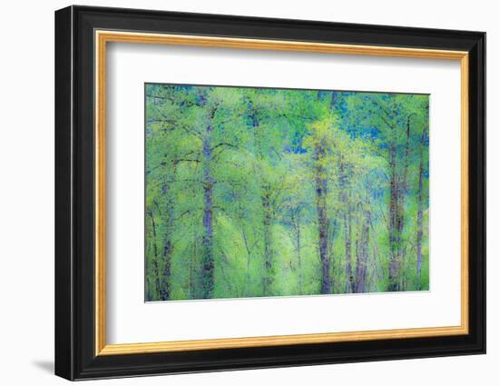 USA, Washington State, Pacific Northwest Preston and just leafing out Cottonwoods-Sylvia Gulin-Framed Photographic Print