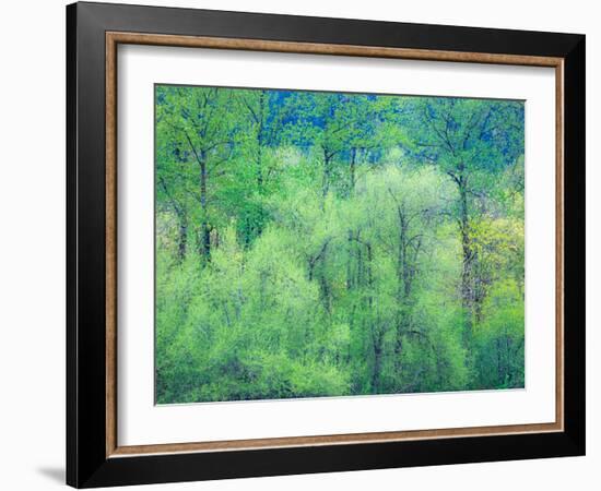 USA, Washington State, Pacific Northwest Preston and just leafing out Cottonwoods-Sylvia Gulin-Framed Photographic Print