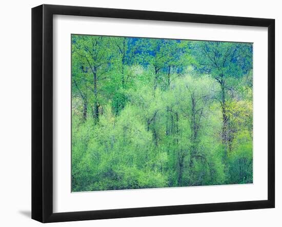 USA, Washington State, Pacific Northwest Preston and just leafing out Cottonwoods-Sylvia Gulin-Framed Photographic Print