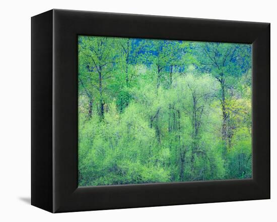 USA, Washington State, Pacific Northwest Preston and just leafing out Cottonwoods-Sylvia Gulin-Framed Premier Image Canvas
