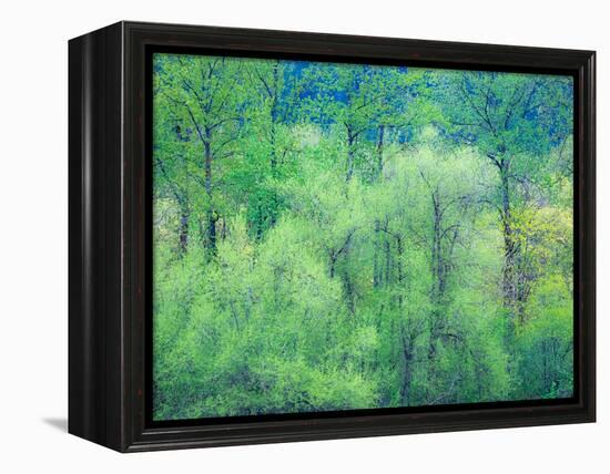 USA, Washington State, Pacific Northwest Preston and just leafing out Cottonwoods-Sylvia Gulin-Framed Premier Image Canvas