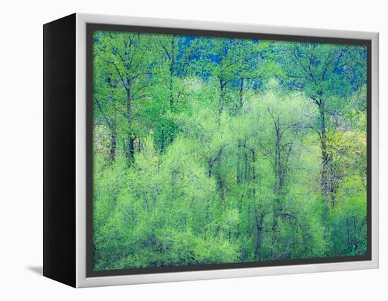 USA, Washington State, Pacific Northwest Preston and just leafing out Cottonwoods-Sylvia Gulin-Framed Premier Image Canvas