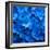 USA, Washington State, Pacific Northwest, Sammamish blue Hydrangea in our garden-Sylvia Gulin-Framed Photographic Print