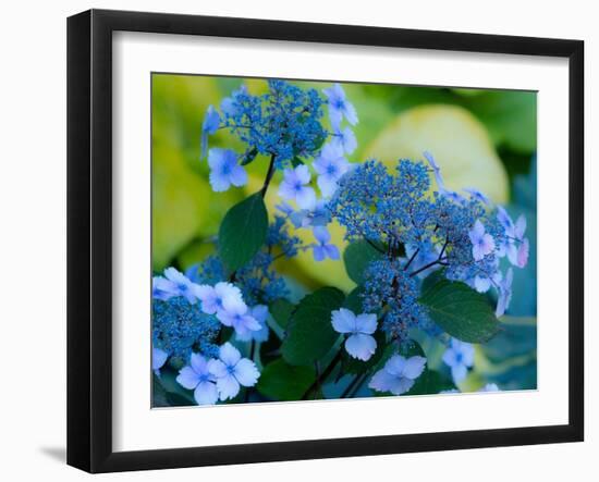 USA, Washington State, Pacific Northwest, Sammamish blue Hydrangea in our garden-Sylvia Gulin-Framed Photographic Print