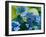 USA, Washington State, Pacific Northwest, Sammamish blue Hydrangea in our garden-Sylvia Gulin-Framed Photographic Print