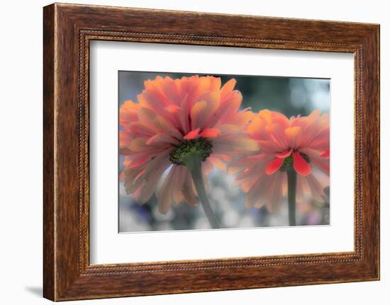 USA, Washington State, Pacific Northwest, Sammamish close-up of State Fair Zinnia-Sylvia Gulin-Framed Photographic Print