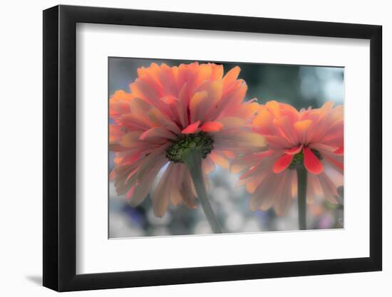 USA, Washington State, Pacific Northwest, Sammamish close-up of State Fair Zinnia-Sylvia Gulin-Framed Photographic Print