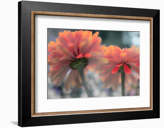 USA, Washington State, Pacific Northwest, Sammamish close-up of State Fair Zinnia-Sylvia Gulin-Framed Photographic Print