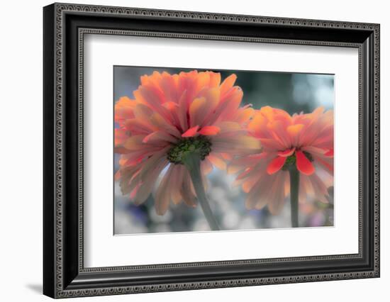 USA, Washington State, Pacific Northwest, Sammamish close-up of State Fair Zinnia-Sylvia Gulin-Framed Photographic Print