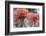 USA, Washington State, Pacific Northwest, Sammamish close-up of State Fair Zinnia-Sylvia Gulin-Framed Photographic Print