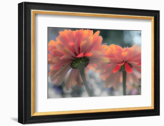 USA, Washington State, Pacific Northwest, Sammamish close-up of State Fair Zinnia-Sylvia Gulin-Framed Photographic Print