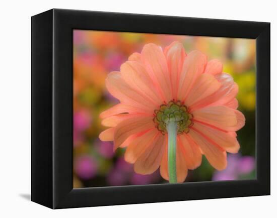 USA, Washington State, Pacific Northwest, Sammamish close-up of State Fair Zinnia-Sylvia Gulin-Framed Premier Image Canvas