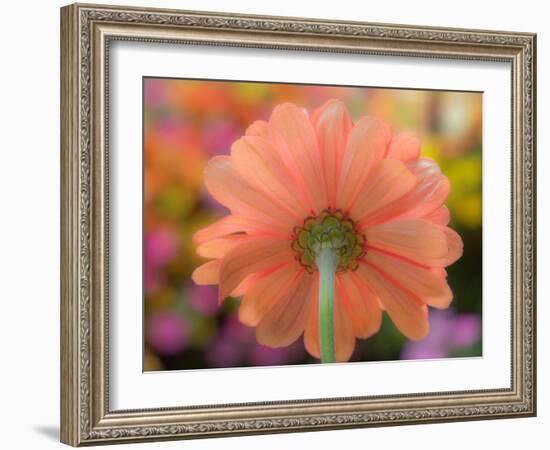 USA, Washington State, Pacific Northwest, Sammamish close-up of State Fair Zinnia-Sylvia Gulin-Framed Photographic Print